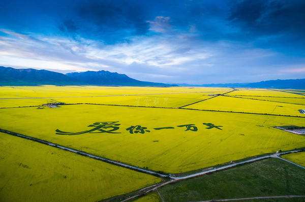 门源花海